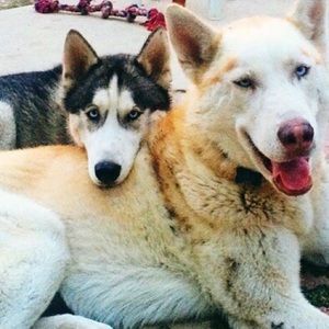 Meet your Posher, Goli